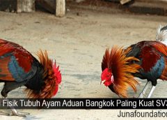 Ciri Fisik Tubuh Ayam Aduan Bangkok Paling Kuat SV388