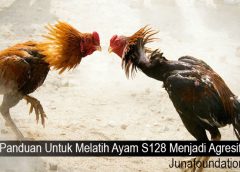 Panduan Untuk Melatih Ayam S128 Menjadi Agresif