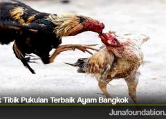 Letak Titik Pukulan Terbaik Ayam Bangkok